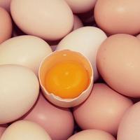 Poudre probiotique de poulet en vrac Bacillus Subtilis additif d'alimentation animale pour l'amélioration de la santé de la volaille
