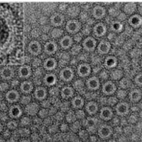 Nanocristales de Ferrita de Manganeso y Zinc PEGilados con Recubrimiento de Alúmina (Grupos Funcionales Carboxil, Amino, Metoxi)