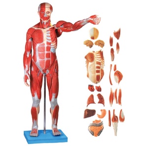 Modèle de mannequin anatomique masculin avec muscles humains, taille réelle 170 cm, PVC avancé, toucher réaliste - Product Image 6