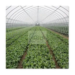 Rumah Kaca Plastik untuk Tanaman, Rumah Kaca Plastik Pertanian Invernadero Agricola Jamur Surya Sistem Hidroponik