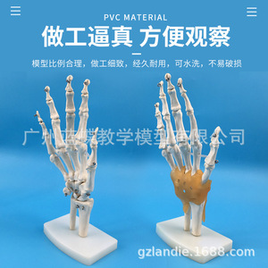 แบบจำลองข้อต่อมือ; แบบจำลองกระดูกอัลน่าและกระดูกรัศมีของมือ; โครงกระดูกมนุษย์; แบบจำลองโครงกระดูกมือมนุษย์ - Product Image 5