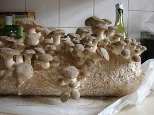 Bán giống nấm sò vương Detan - Product Image 6