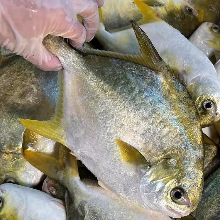 بيع بالجملة مأكولات بحرية طازجة مجمدة بالكامل ذهبية pompano-ks pompano poisson pompano fish