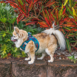 高品質クラシック格子柄ステップイン犬用ハーネス、丈夫で引っ張り防止、XS～中型犬用 - Product Image 3