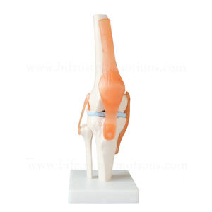 Modelo Anatómico de Articulación de <span class=keywords><strong>Rodilla</strong></span> de <span class=keywords><strong>Esqueleto</strong></span> <span class=keywords><strong>Humano</strong></span> a Tamaño Real - Product Image 2