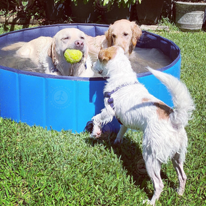 Prezzo di fabbrica rotondo Pet cane pulizia <span class=keywords><strong>piscina</strong></span> pieghevole cane gatto <span class=keywords><strong>piscina</strong></span> giardino piscine per <span class=keywords><strong>cani</strong></span> - Product Image 6