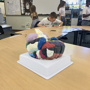 Modèle anatomique de cerveau humain en PVC régional en deux parties <span class=keywords><strong>grandeur</strong></span> <span class=keywords><strong>nature</strong></span> pour les sciences médicales - Product Image 3