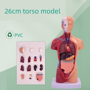 Órganos de anatomía médica de alta calidad, modelo de músculos de tronco humano de plástico desmontable, maniquí para entrenamiento de habilidades quirúrgicas - Product Image 3