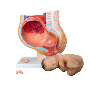 Modèle de <span class=keywords><strong>grossesse</strong></span> sagittale en 4 parties pour femme, 9 <span class=keywords><strong>mois</strong></span> - Ensemble pédagogique d'anatomie du fœtus, de l'utérus et du placenta - Product Image 3
