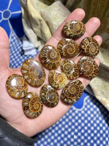 Cabochons d'ammonites, pierres précieuses de formes variées pour la fabrication de bijoux, prix en gros - Product Image 3