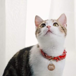 Tùy Chỉnh Pet Trang Trí Nội Thất Laser-Cut Euclide Phong Cách Puppy ID Cổ Áo Trống Mèo Chữ Ký Mặt Dây Chuyền Xương Hoàn Thành Hình Dạng Con Chó Bằng Gỗ Tag - Product Image 6