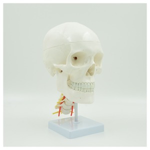 Modèle de crâne naturel grandeur nature 1:1 pour l'enseignement de l'anatomie médicale, crâne adulte avec colonne vertébrale. - Product Image 4