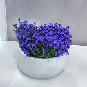 <span class=keywords><strong>Jardinière</strong></span> en plastique, fabrication par moulage direct, design à bord large et rond, style minimaliste, idéale pour la décoration du jardin et de la maison/bureau. - Product Image 3