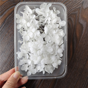 Cornice Fotografica in Vetro con Fiori Secchi di Ortensia Anna, Decorazione Artigianale di Alta Qualità, Fiori Veri 5G - Product Image 2