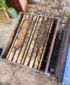 養蜂家とその毛皮のような友人のための20KG高タンパク質ビーパティバルクフィード花粉代替品 - Product Image 6