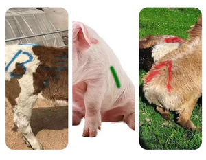 Мелок для рисования животных - Product Image 6