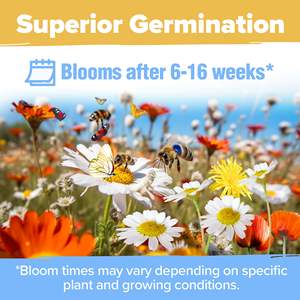 HOME GROWN 90,000 + Mélange de fleurs sauvages vivaces en vrac - Product Image 6