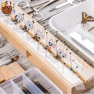 Set di 100 Aghi Entomologici in Acciaio Inox in 11 Misure Internazionali Diverse per Esami di Insetti e Ornamenti - Product Image 5