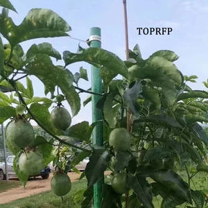 เสาค้ำรองรับการปลูกทางการเกษตรท่อกลม Frp - Product Image 4