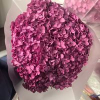 Têtes de fleurs d'hortensia séchées en gros, grandes feuilles Anna, fleurs éternelles, matériau de remplissage pour mariage