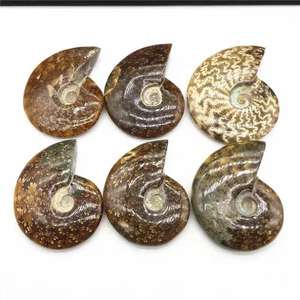 Spécimen fossile d'<span class=keywords><strong>ammonite</strong></span> naturelle irisée de Madagascar, cristal opaline, escargot pour l'enseignement des sciences biologiques de base - Product Image 1