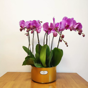 Nouveau style <span class=keywords><strong>pot</strong></span> de fleurs <span class=keywords><strong>en</strong></span> résine haut de gamme, finition grainée brillante, pour <span class=keywords><strong>jasmin</strong></span> chinois, narcisse rond, orchidée et orchidée papillon - Product Image 4