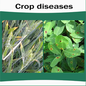 Tebuconazole Seed <strong>Treatment</strong> Controls Wheat Loose Smut and Corn Head Smut Systemic Action Improves Germination Rate - Product Image 4