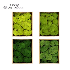 Premium Natural Preserved Reindeer <strong>Moss</strong> Super <strong>Moss</strong> Chunk Long-Lasting For Christmas Home Decor Wall Art Terrarium Interior - Product Image 5