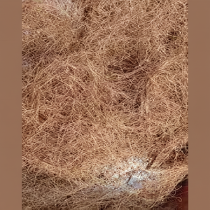 Fibra de coco de calidad de exportación fibra de coco procesada limpia fuerte perfecta para compradores mayoristas e industriales globales - Product Image 1