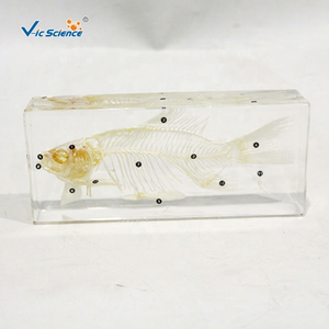 Modelo Anatómico <span class=keywords><strong>de</strong></span> <span class=keywords><strong>Esqueleto</strong></span> <span class=keywords><strong>de</strong></span> <span class=keywords><strong>Pez</strong></span> VicScience, Esqueletos <span class=keywords><strong>de</strong></span> Animales <span class=keywords><strong>de</strong></span> Plástico - Product Image 1