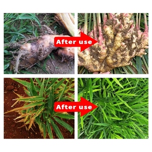 Fertilizante Especializado para la Resistencia a Enfermedades del Jengibre y Mejora del Rendimiento, Fertilizante Orgánico Soluble en Agua - Product Image 3