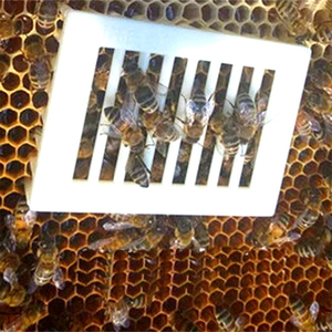 Jaula <span class=keywords><strong>de</strong></span> plástico para marcar <span class=keywords><strong>abejas</strong></span> reina, atrapador <span class=keywords><strong>de</strong></span> <span class=keywords><strong>abejas</strong></span> con espaciado <span class=keywords><strong>de</strong></span> 4mm, aguja para panal <span class=keywords><strong>de</strong></span> colmena, compartimento rectangular, cubierta con cierre para la prisión <span class=keywords><strong>de</strong></span> <span class=keywords><strong>abejas</strong></span> reina - Product Image 6