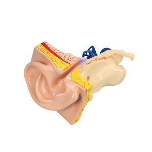 Modello dell'orecchio umano FRT341 orecchio umano Ultra realistico modello anatomico 1:1 orecchio interno a grandezza naturale modello di insegnamento ricorso - Product Image 6