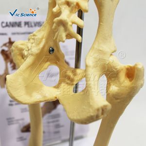 Modèle d'anatomie pelvienne de chien simulé ; outil de démonstration pédagogique vétérinaire pour la structure squelettique pelvienne canine. - Product Image 4