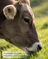 Poudre de probiotiques pour la prévention de l'acidose rumineuse chez les bovins et les ovins – Additif alimentaire réduisant le FCR, favorisant l'utilisation des aliments et la santé animale
