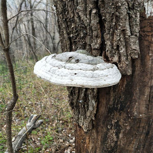 Hongo Natural Seco al por Mayor, Pyropolyporus Fomentarius, Fomes Fomentarius - Product Image 5