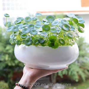 Planta Hidropónica de Hierba del Dinero de Cobre, Planta Hidropónica de Hierba del Dinero Dorada para Interiores, en Maceta, para Mesa de Salón, Fácil de Cultivar - Product Image 5
