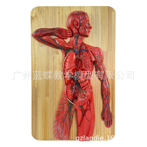 Sistema nervioso humano, sistema circulatorio, sistema urinario, sistema digestivo, sistema endocrino, nervios espinales - Product Image 4
