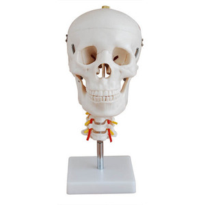 Modelo de cráneo humano, <span class=keywords><strong>esqueleto</strong></span> de PVC blanco con <span class=keywords><strong>columna</strong></span> cervical, barato - Product Image 3