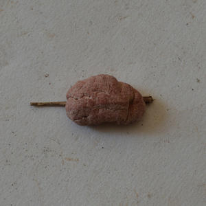 Shiraia bambucola alami murni tumbuh di ranting bambu merah muda seluruh kering jamur Shiraia bambucola untuk dijual - Product Image 3