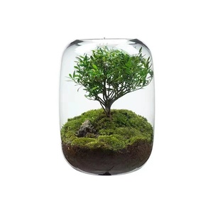 T-439 albero della vita moderna bottiglia ecologica Desktop Micro-paesaggio vaso di vetro trasparente per la coltivazione di <span class=keywords><strong>piante</strong></span> verdi - Product Image 5