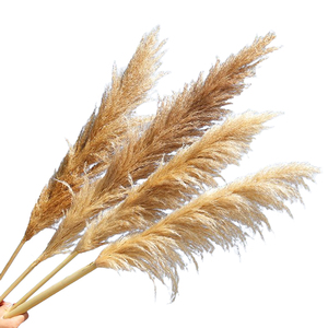 Venta caliente Vendedor superior Decoración Flores secas Blanco Marrón Cañas <span class=keywords><strong>Pampas</strong></span> Hierba Pampasgras grandes para el hogar o la decoración de bodas - Product Image 5
