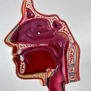 Modelo del Sistema Respiratorio Nasal y de Garganta Humano, Modelo de Anatomía Bronquial - Product Image 3