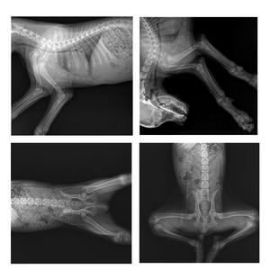 LTVX02 Vet 20KW 200mA デジタル<span class=keywords><strong>X</strong></span>線装置 犬用獣医診断・注射用スーパーデジタル<span class=keywords><strong>X</strong></span>線撮影システム - Product Image 6