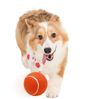 En gros personnalisé imprimé plage de tennis jouets pour animaux chien balle de tennis interactive ballon d'entraînement