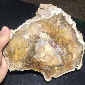 En bois naturel en pierre fossile tranche polie en bois pétrifié fossiles pièces en cristal de quartz dalle