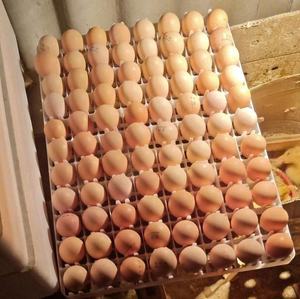 Incubadora Inteligente Multiusos 1056-5280 para Huevos de Gallina, Avestruz, Pato y Pavo, con una Tasa de Incubación del 98%, Automática - Product Image 6