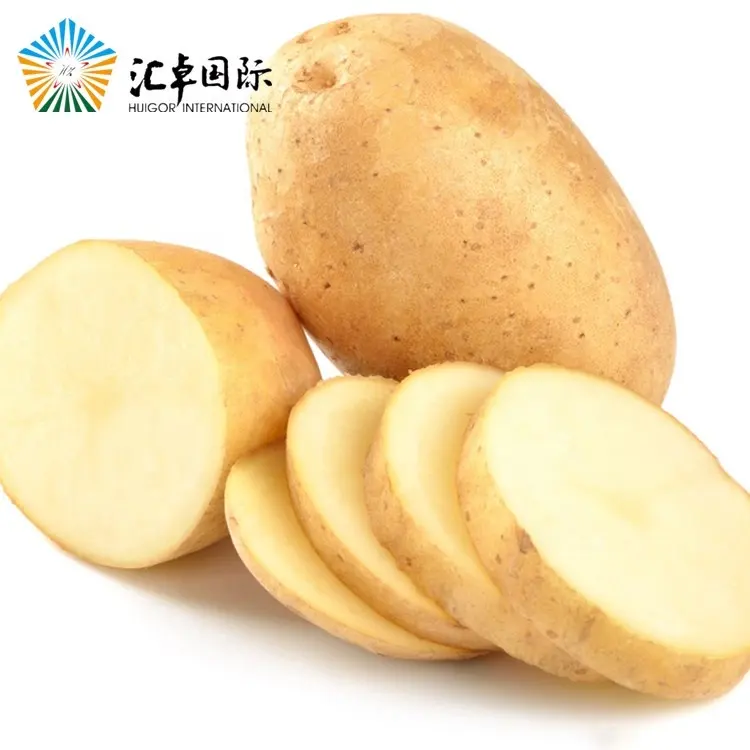 Shandong Tengzhou Produktions basis Neuanbau Bio Holland Frisch kartoffeln