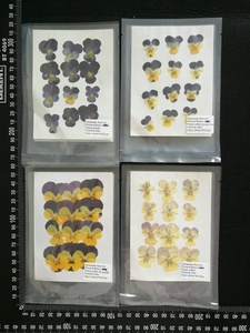 12 pz/sacchetto Segnalibri Artigianali con Fiori di <span class=keywords><strong>Viola</strong></span> Pansy Essiccati Naturali in Resina Epossidica per Sigilli di Cera - Product Image 6