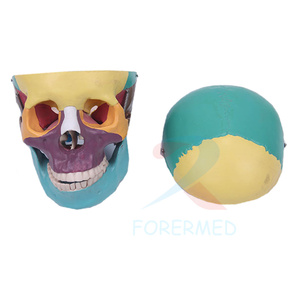 Molde de enseñanza médica Cráneo de tamaño real con músculos pintados <span class=keywords><strong>Huesos</strong></span> de colores Cerebro Cráneo de plástico artificial Modelo de <span class=keywords><strong>esqueleto</strong></span> - Product Image 2